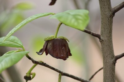 Asimina triloba - Pawpaw tree blossom
