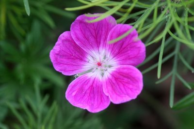 Hardy Geranium