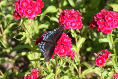 Red Spotted Purple on Sweet William