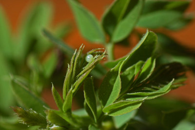 Silver-spotted Skipper Egg