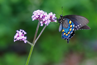 Male Pipevine Swallowtail on  Verbena bonairiensis