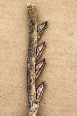 Eastern Black Swallowtail chrysalides