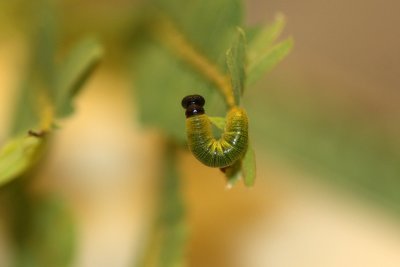 Silver-spotted Skipper caterpillar