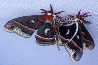 Cecropia moth pair