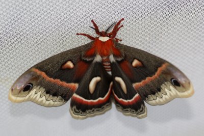 Hyalophora cecropia female