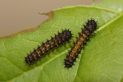 Cecropia caterpillars, 3rd day