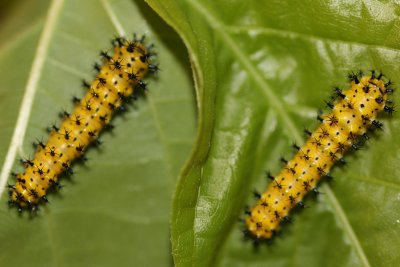 Cecropia caterpillars  1 week old