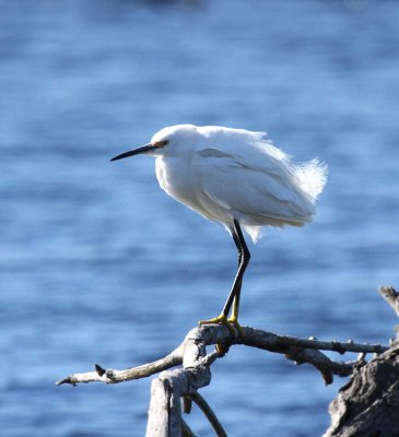 Snowy Egret