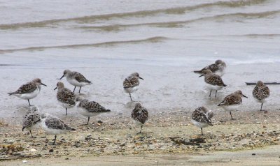 Semipalmated Sandpipers