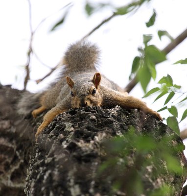 Eastern Gray Squirrel