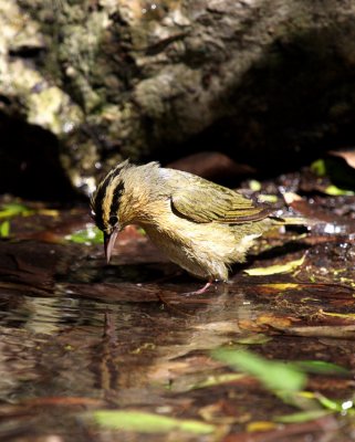 Worm-eating Warbler