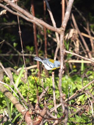 Northern Parula