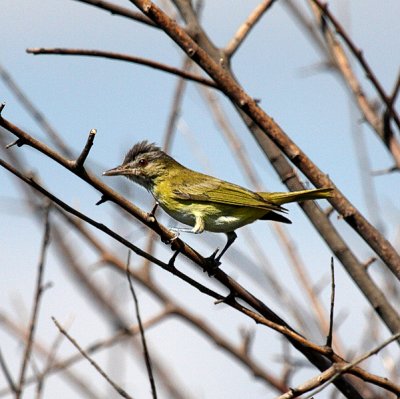 Yellow-green Vireo