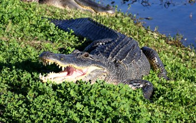 American Alligator
