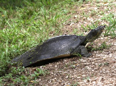 Softshell Turtle