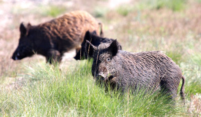 Feral Pigs
