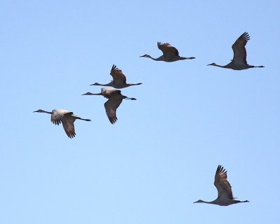 Sandhill Cranes