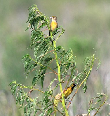 Dickcissel female (top) and Orchard Oriole 1st year male