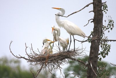 Great Egret family