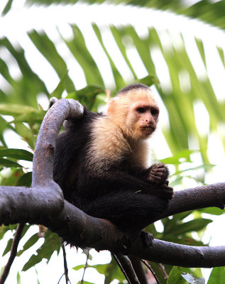 White-headed Capuchin Monkey