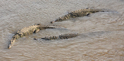 Crocodiles