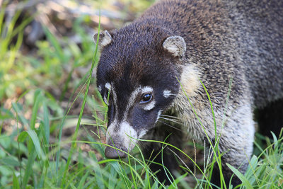 Coati