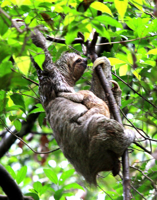 Three-toed Sloth