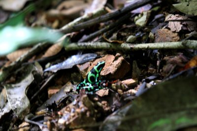 Poison-arrow Frog