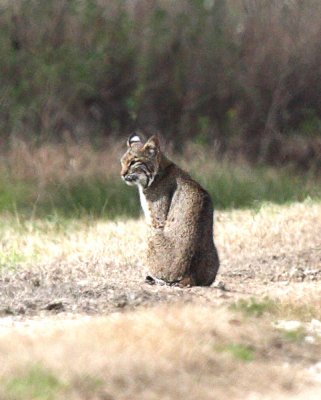 Bobcat