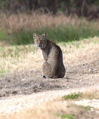 Bobcat