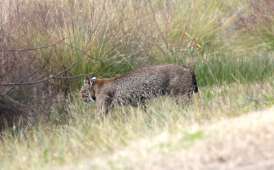 Bobcat