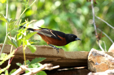 Orchard Oriole