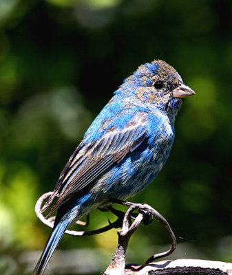 Indigo Bunting