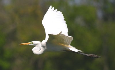 Great Egret