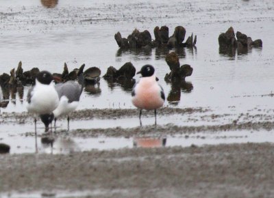 Franklin's Gull