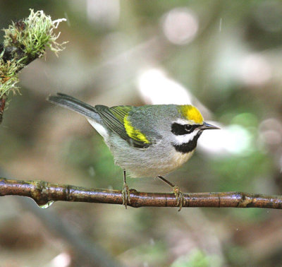 Golden-winged Warbler