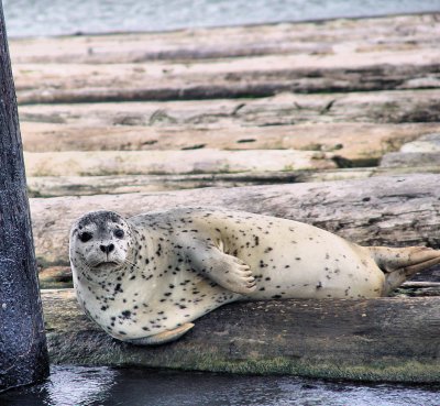 Seals . Everett Marina