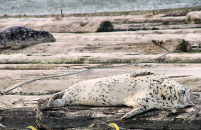 Seals ... Everett Marina