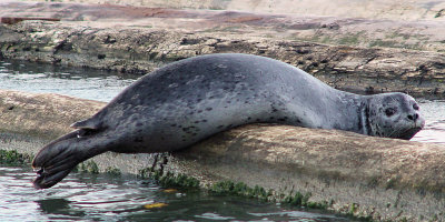 Seals .... Everett Marina
