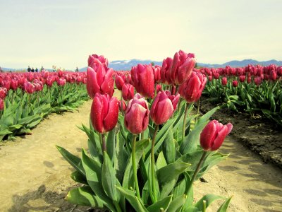 Tulip Field, Skagit Valley