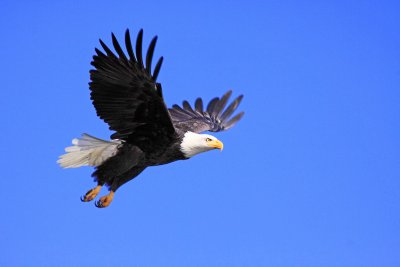 Eagle lift off