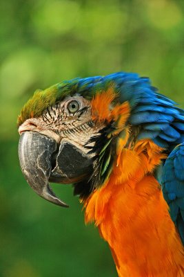 Macaw