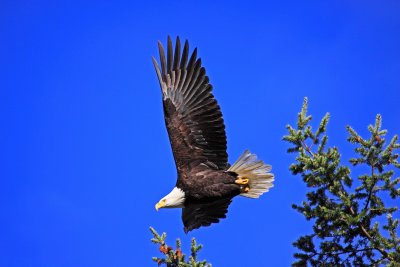 Eagle  take off