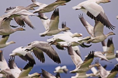 Snow Geese