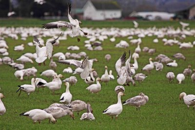 Snow Geese landing