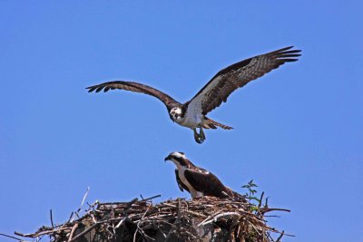 Osprey coming home