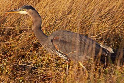 Heron in sun 2