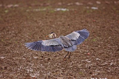 Heron landing