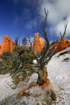 Red Canyon Snow