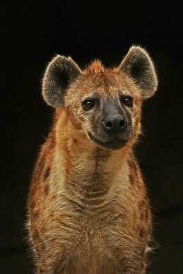 Hyena